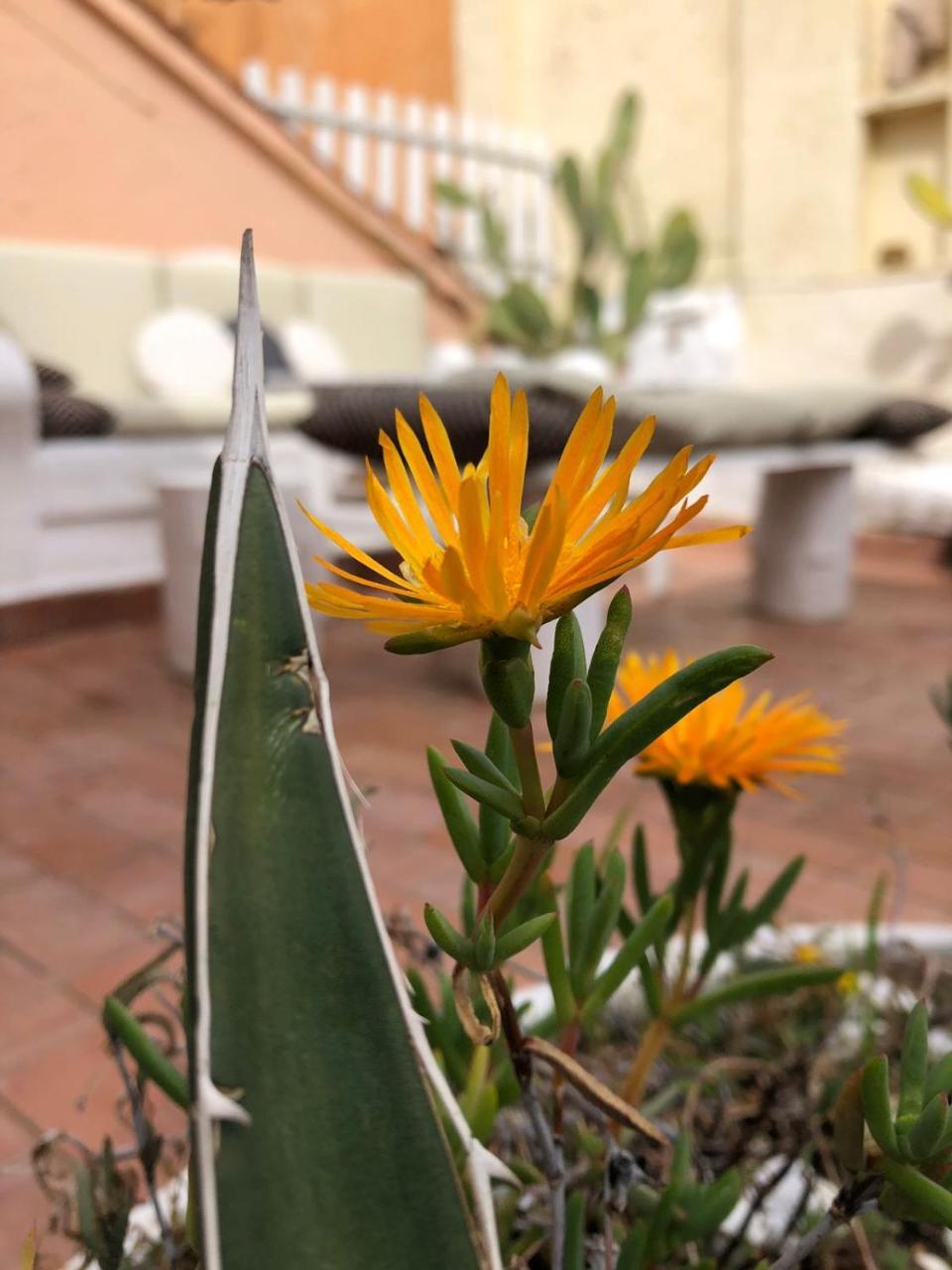 Terrace Navona Penthouse View Luxury Apartamento Roma